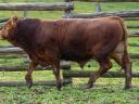 Eladó genetikailag szarvatlan Limousin tenyészbikák novemberi és decemberi ÜSTV-vel