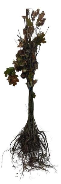 Vörös tölgy 50-80cm,  Quercus rubra,  szabad gyökér