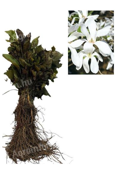 Magnólia kobus nagy fehér és illatos virágokkal 30-50cm,  szabad gyökér