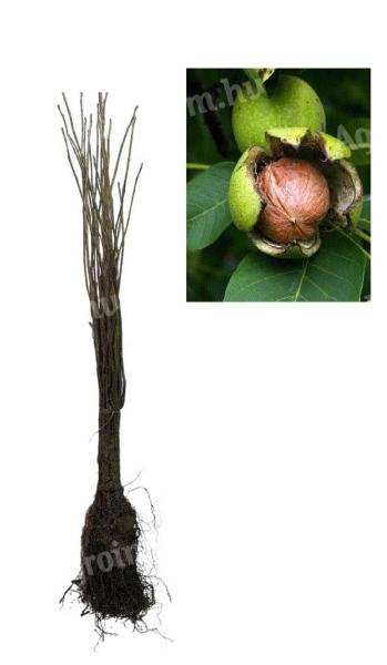 Dió 50-80cm,  Juglans Regia,  szabadgyökér