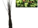 Mogyoróbokor 50-80cm,  Corylus avellana,  szabadgyökér