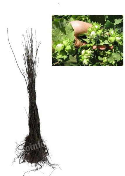 Mogyoróbokor 50-80cm,  Corylus avellana,  szabadgyökér