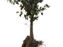 Ezüst nyír / fehér 50-80cm,  Betula Pendula,  szabad gyökér
