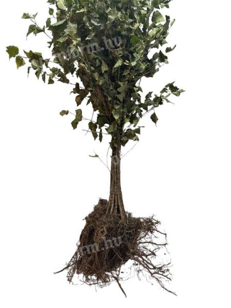 Ezüst nyír / fehér 50-80cm,  Betula Pendula,  szabad gyökér