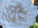Intenzív illatú fehér rózsa,  szabad gyökér