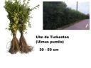 Turkesztáni szil,  40 - 60 cm