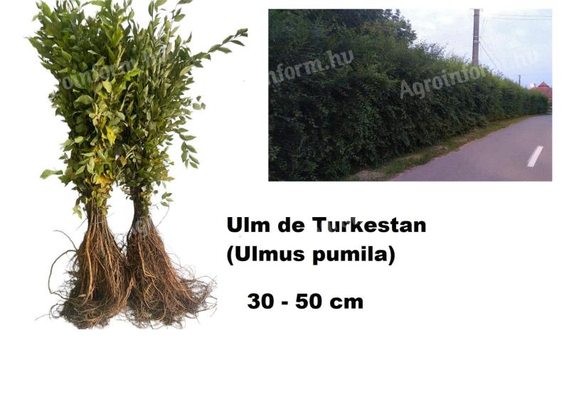 Turkesztáni szil,  40 - 60 cm