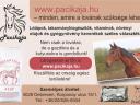Gyógynövény teakeverékek lovaknak és kutyáknak - már bizonyított gyógyhatással