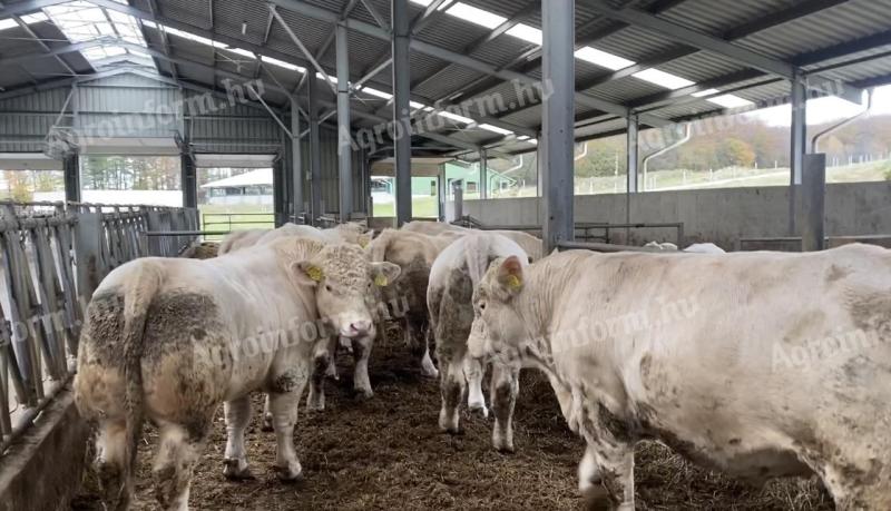 Eladó charolais hízóbikák
