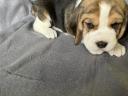 Beagle fajtajellegű kiskutyák