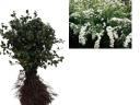 Ismert - Menyasszony virága 40-60 cm,  Spiraea vanhoutte,  szabad gyökér