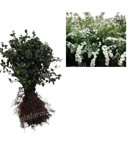 Ismert - Menyasszony virága 40-60 cm,  Spiraea vanhoutte,  szabad gyökér
