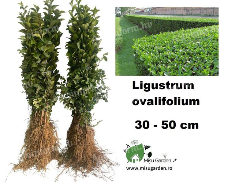 Fagyal sövény ( Ligustrum ovalifolium ),  örökzöld,  30-50 cm