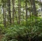 Erdőterület eladása