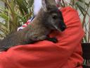 Cuki benett kenguru máshol ugrálna