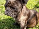 Fiatal felnőtt francia bulldog