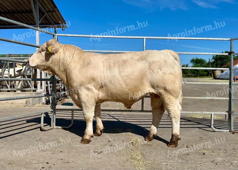 Tenyészbika támogatás - Charolais tenyészbika eladó