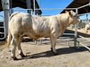 Tenyészbika támogatás - Charolais tenyészbika eladó