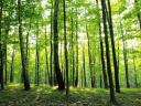 Karbantartott erdőbirtok eladó