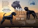 Fekete óriás schnauzer kiskutyák új otthon keresnek