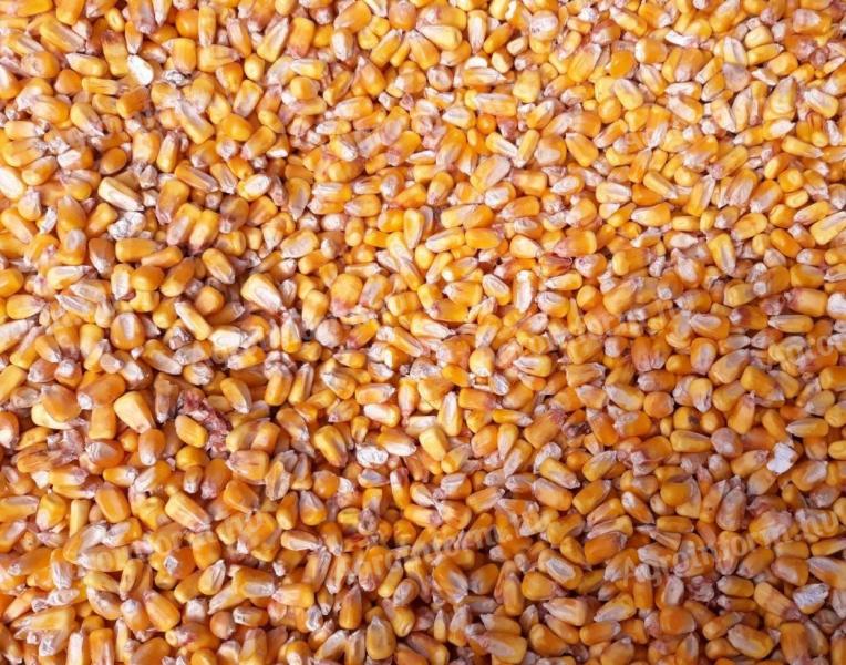 Grain maize for sale