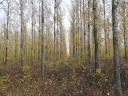 Kötegyáni nyárfa erdő eladó