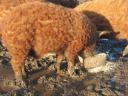 Vörös,  és fekete mangalica süldők (50Kg.) eladók. Szállításban segítek. Siófok