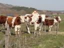 Magyar tarka tehenek és növendékek biogazdaságból eladók