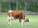 Magyar tarka tehenek és növendékek biogazdaságból eladók