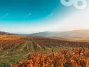 A szekszárdi és a tolnai borvidéken egybefüggő de 2 helyrajzi számú szőlő terület eladó