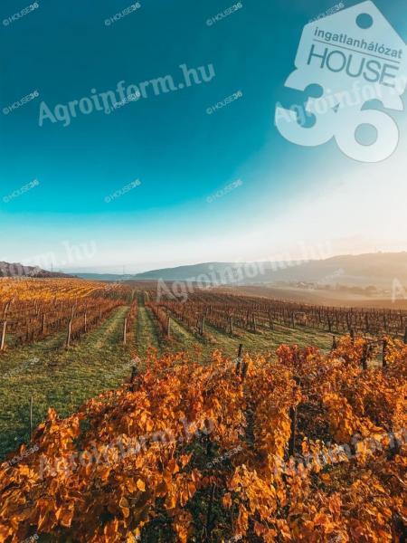A szekszárdi és a tolnai borvidéken egybefüggő de 2 helyrajzi számú szőlő terület eladó