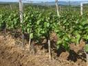 Egri Borvidéken Kékfrankos szőlőültetvény eladó