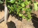 Egri Borvidéken Kékfrankos szőlőültetvény eladó