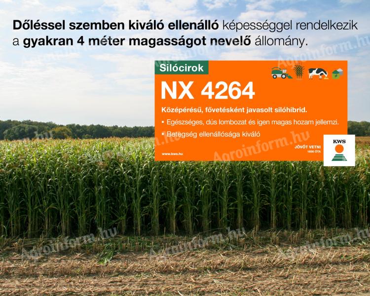 NX 4264 silócirok vetőmag KWS