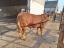 Limousin fedezőbikák eladók