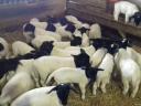 Dorper bárány kos jerke juh bírka