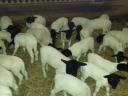 Dorper bárány kos jerke juh bírka