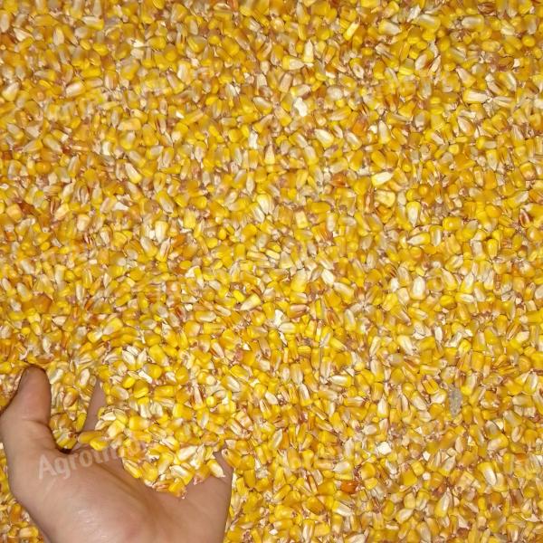 Eladó száraz kukorica