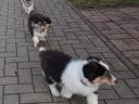 Sheltie - shetlandi juhász kiskutyák gazdát keresnek