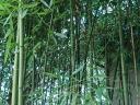 Kínai óriás bambusz eladó