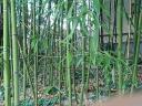 Kínai óriás bambusz eladó