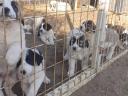 Közép-ázsiai fajtajellegű kutyák költöznének