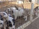 Közép-ázsiai fajtajellegű kutyák költöznének
