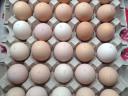 Kendermagos erdélyi kopasznyakú tyúk tojás keltetésre 200 forint