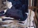 Holstein -fríz üszök