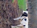Holstein -fríz üszök