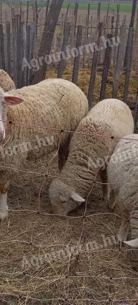 Eladó kos bárány