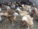 Predchované 4-týždňové kurčatá