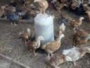 Predchované 4-týždňové kurčatá