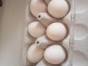 Hamburgi pettyes tojások eladók